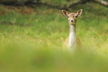 Genç alageyik buck, Dama Dama, karanlık bir ormanda yürüyüş