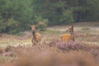 Genç alageyik buck, Dama Dama, karanlık bir ormanda yürüyüş