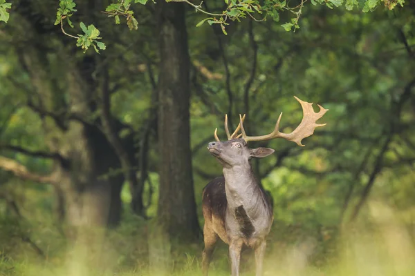 Young fallow deer buck, Dama Dama, walking in a dark forest — Stock Photo, Image
