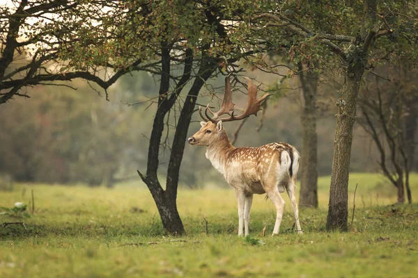 Young fallow deer buck, Dama Dama, walking in a dark forest — Stock Photo, Image