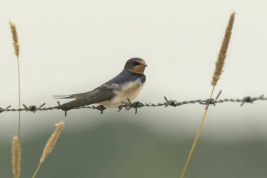 Closeup dinlenme kırlangıcı (Hirundo rustica)