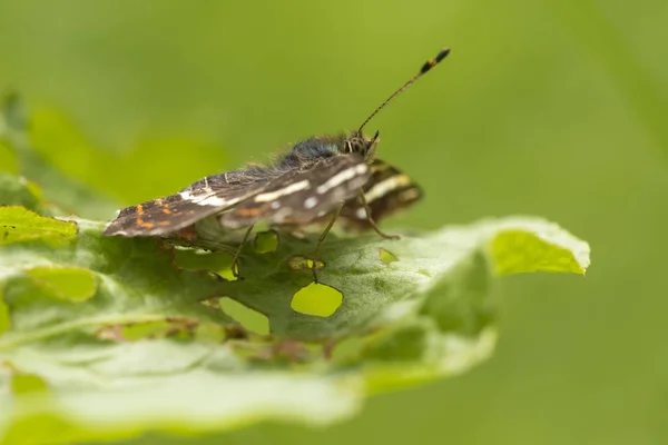 Vista lateral de un mapa mariposa araschnia levana en traje de verano —  Fotos de Stock