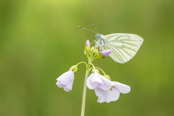 Yeşil damarlı beyaz (Pieris napi) kelebek dinlenme ve n besleme