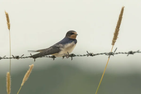 Scheunenschwalbe (hirundo rustica) in Nahaufnahme — Stockfoto