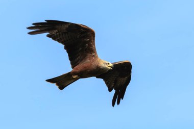 Siyah uçurtma Milvus migrans uçuş avcılık içinde