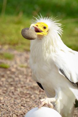 Mısır akbabası (Neophron percnopterus) bir yırtıcı kuş, sonları bir 