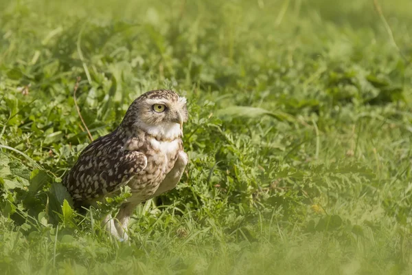 Burrowing owl (Athene cunicularia) standing in grassland — Stock Photo, Image