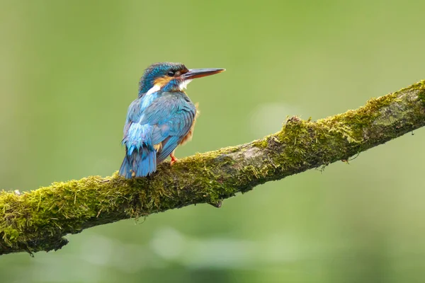 Fechar de um Kingfisher Alcedo atthis — Fotografia de Stock