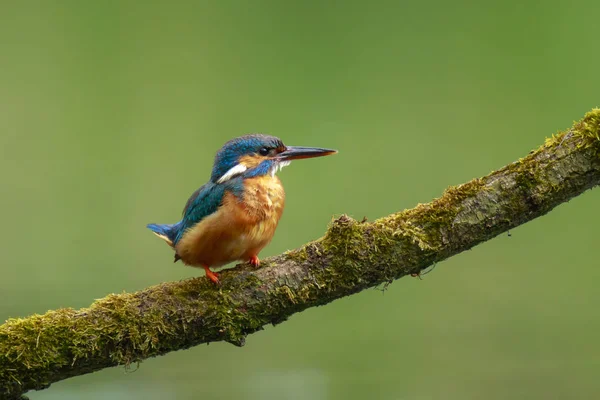 Закрыть Kingfisher Alcedo на этом — стоковое фото