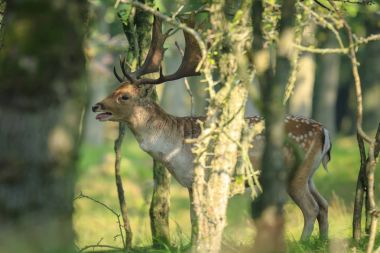 Bir alageyik, Dama Dama, ruting davranış yakın çekim