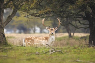 Büyük boynuzları gururla bir gre yürüyüş büyük alageyik geyik