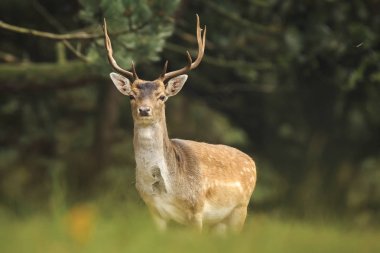 Genç alageyik buck, Dama Dama, karanlık bir ormanda yürüyüş