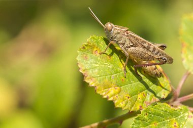 Çayır Çekirgesi - Kortippus Paraleli