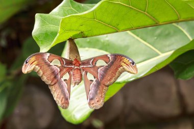 Dinlenme büyük Atlas güve tropikal kelebek (Attacus atlas)
