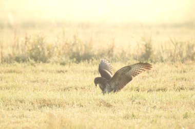 Şahin Buteo buteo yakalamak bir av sırasında sisli bir gün batımı 