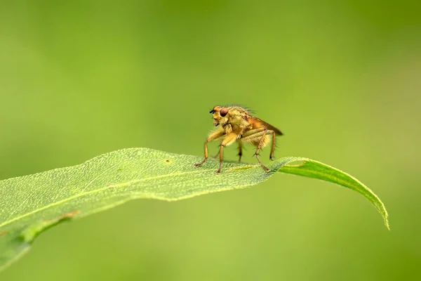 Scathophaga stercoraria masculina, también conocida como la mosca amarilla del estiércol —  Fotos de Stock