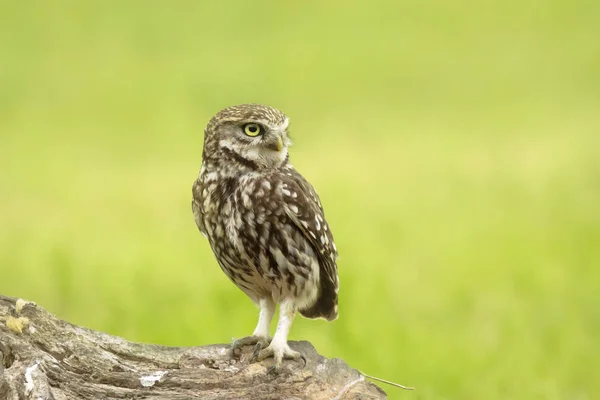 Close up portrait Little owl, Athene noctua, perched while hunti — Stock Photo, Image