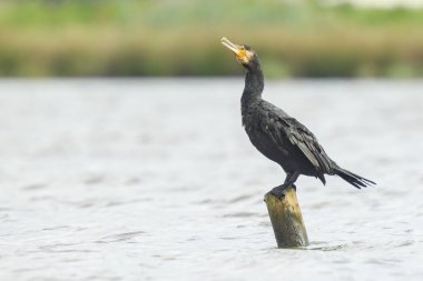 Tünemiş ve kanatları kurutma büyük karabatak