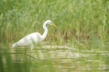 Büyük ak balıkçıl Ardea alba su kuşları avcılık sulak