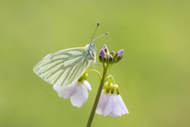 Yeşil damarlı beyaz (Pieris napi) kelebek dinlenme ve n besleme