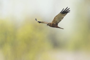 Tavuk tuygun Circus cyaneus avcılık