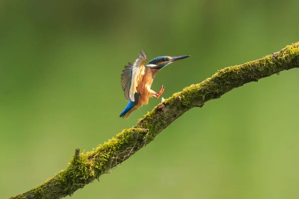 Close-up de um Kingfisher Alcedo atthis comer peixe — Fotografia de Stock