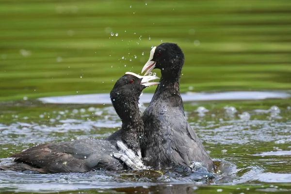 Eurasian coots, Fulica atra, waterfowl battle