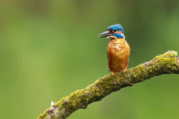 Закрыть Kingfisher Alcedo на этом — стоковое фото