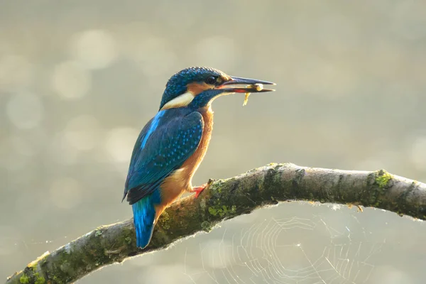 Kungsfiskare Alcedo atthis fågel fisk i näbben — Stockfoto