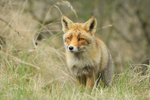 Vista frontale di una volpe rossa selvatica (vulpes vulpes) che cammina in una foresta — Foto Stock