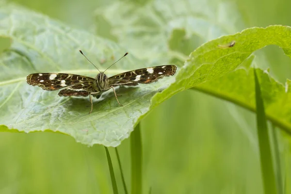 Vue frontale d'un plan papillon araschnia levana in summer outfi — Photo