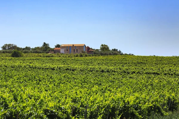 Groene wijngaard met een huis op de heuvel tegen een heldere blauwe hemel — Stockfoto