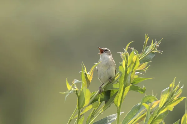 Juncia Reinita pájaro, Acrocephalus schoenobaenus, cantando —  Fotos de Stock