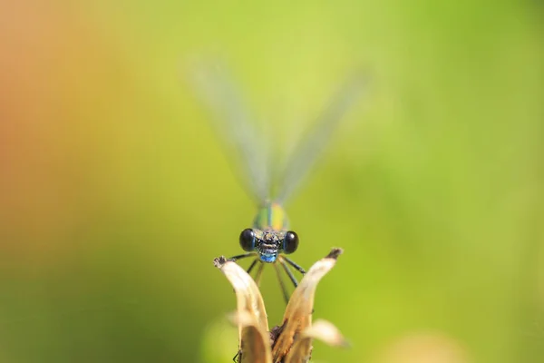 西部柳树翡翠蜻蜓 Chalcoleste 细节特写 — 图库照片