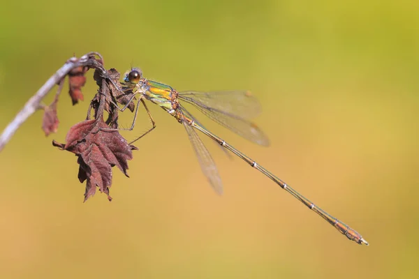 Detalhe close-up de um salgueiro ocidental esmeralda damselfly Chalcoleste — Fotografia de Stock