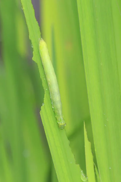 Primer plano de una oruga o larva de un ángulo sombras polilla Phlogop — Foto de Stock