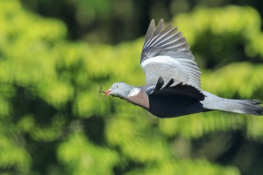 Yakın çekim bir ahşap güvercin, columba palumbus, kuş uçuş ızg