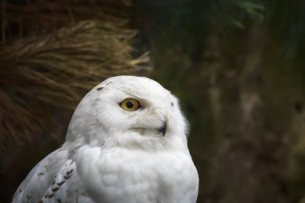 Closeup portrait of a snowy owl (Bubo scandiacus) bird of prey — Stock Photo, Image