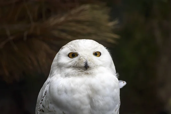 Closeup portrait of a snowy owl (Bubo scandiacus) bird of prey — Stock Photo, Image