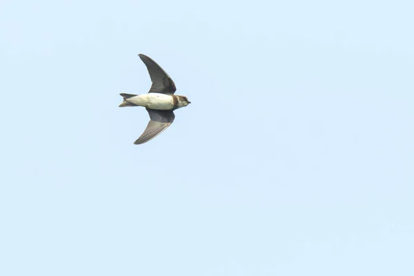 Sand martin, bank swallow in flight