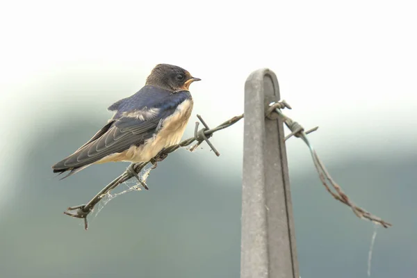 Barn Swallow Hirundo rustica resting closeup — Stock Photo, Image