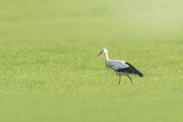 Stork bird Ciconia ciconia foraging in grass — Stock Photo, Image