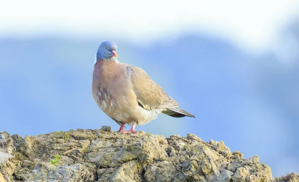 Γκρο πλαν, Φάσσα πουλί, columba palumbus, θέτοντας και προ — Φωτογραφία Αρχείου