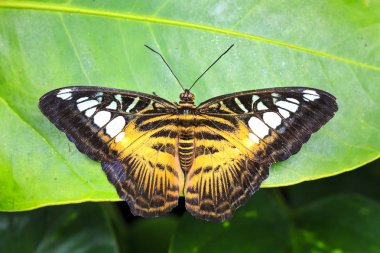 Sp tropikal clipper kelebek, Parthenos sylvia, yakın çekim