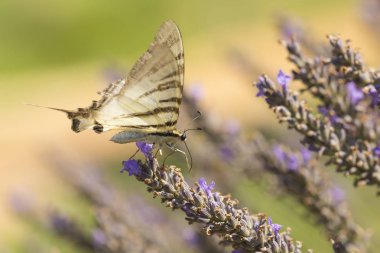 Kırlangıçkuyruğu kelebek (Iphiclides podalirius) kelebek o