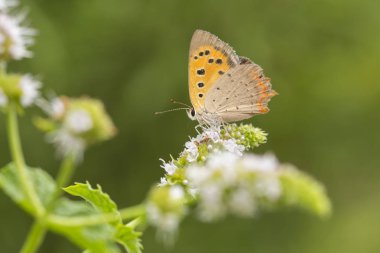 Küçük bakır veya sık kullanılan bakır kelebek, Lycaena phlaeas, çiftleşme