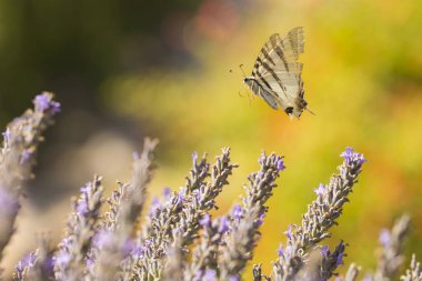 Kırlangıçkuyruğu kelebek (Iphiclides podalirius) kelebek o