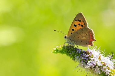 Small or common copper butterfly lycaena phlaeas closeup clipart