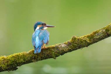 Kingfisher Alcedo Şuna yakın çekim 