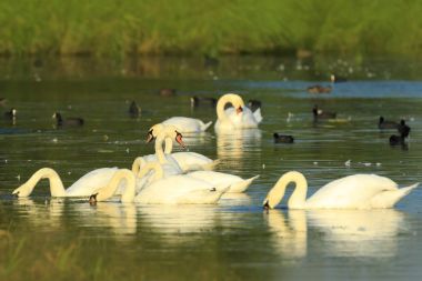 Dilsiz Kuğu, cygnus rengi